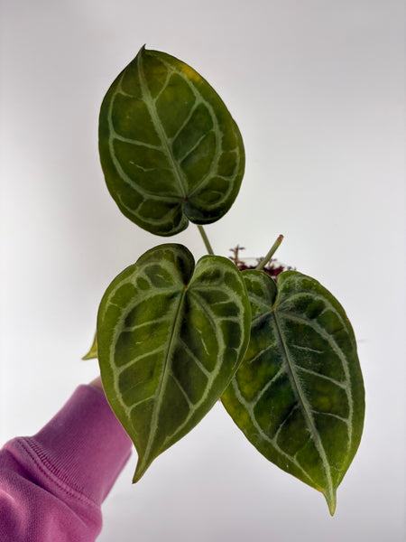 Anthurium silver blush x red crystal 7