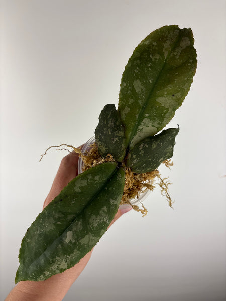Hoya Undulata purple silver cutting