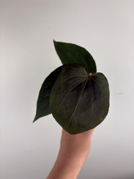 Anthurium blue papi x Michelle D