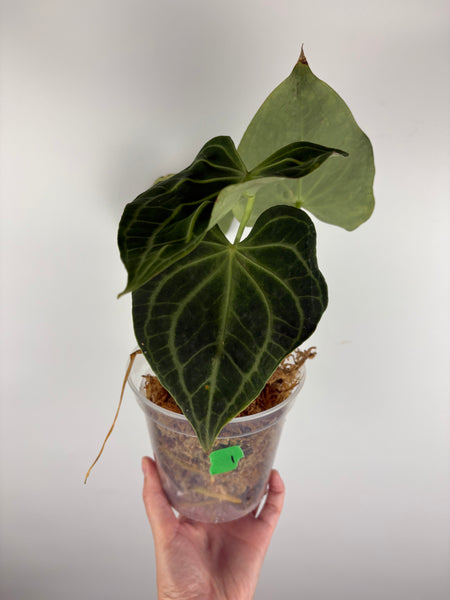 Anthurium white spider 1