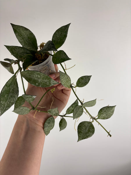 hoya lacunosa nirwana D