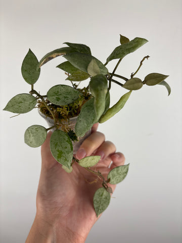 Hoya lacunosa sulcata 4