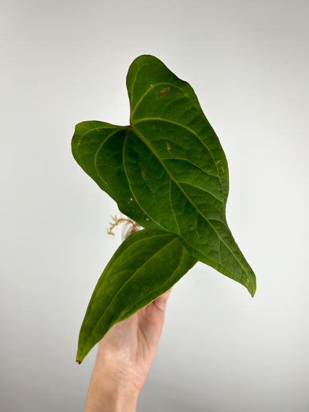 Anthurium papillilaminum Red stem x portillae Indonesia D