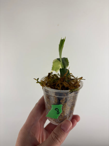 Variegated Schlumbergera 8
