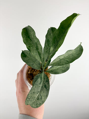 hoya occultata silver B