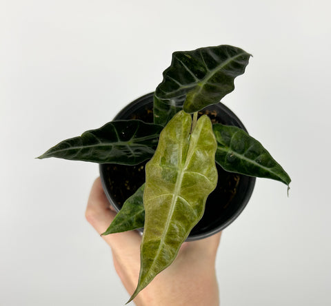 Alocasia Amazonica aurea 4 inch pot D