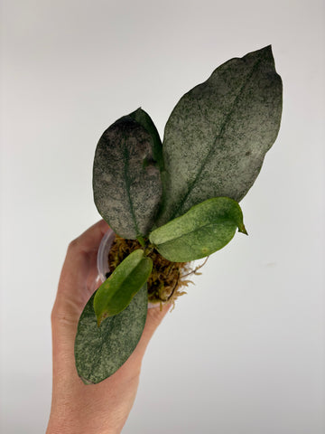Hoya mitrata silver sp kapuas hulu 6