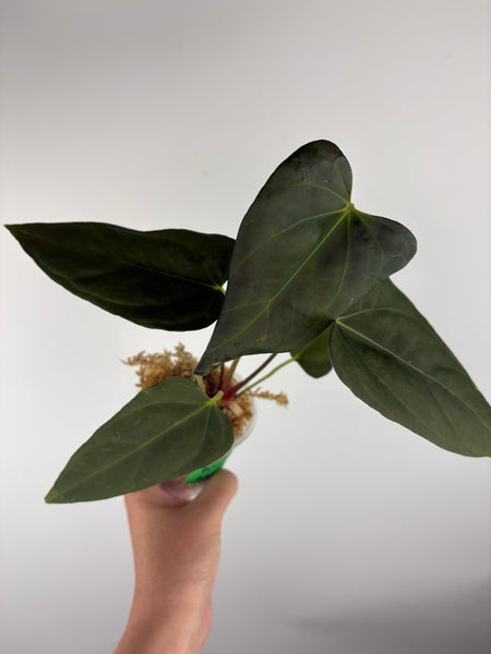 Anthurium Black sweet x blue pap B
