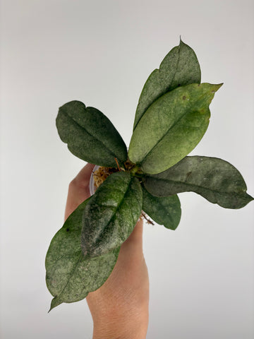 Hoya mitrata silver sp kapuas hulu 3