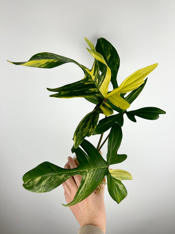 Philodendron Florida beauty