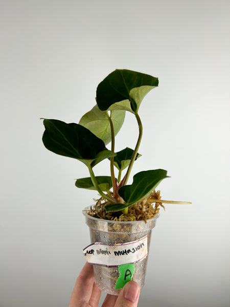 Anthurium hoffmannii mutation A