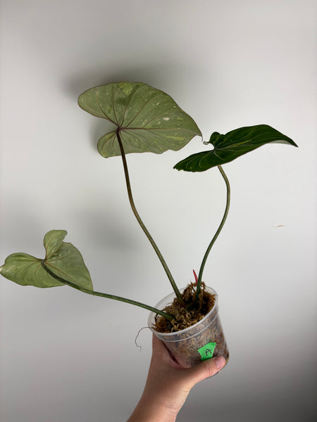 Philodendron gloriosum tricolor A (Thailand)