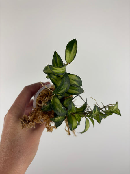 Hoya lacunosa Bruno 4