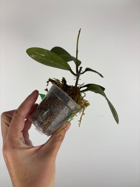 Hoya australis peridot 1