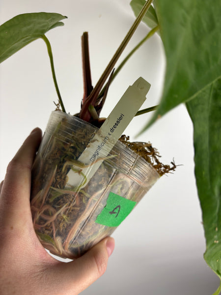 Anthurium Magnificum x dressleri A