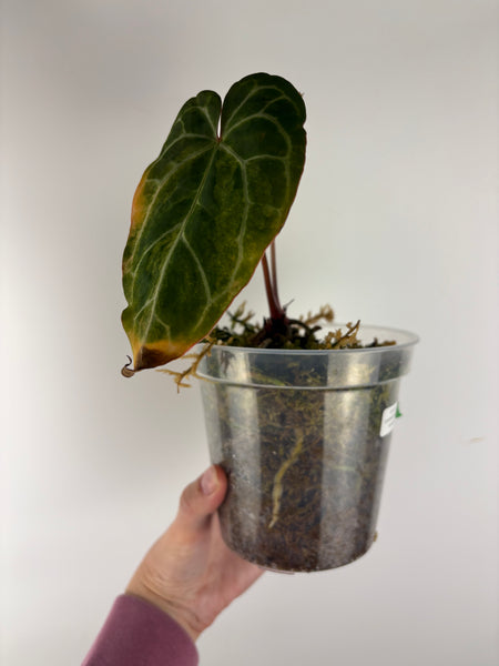 Anthurium crystallinum Petir variegated - Double growth point