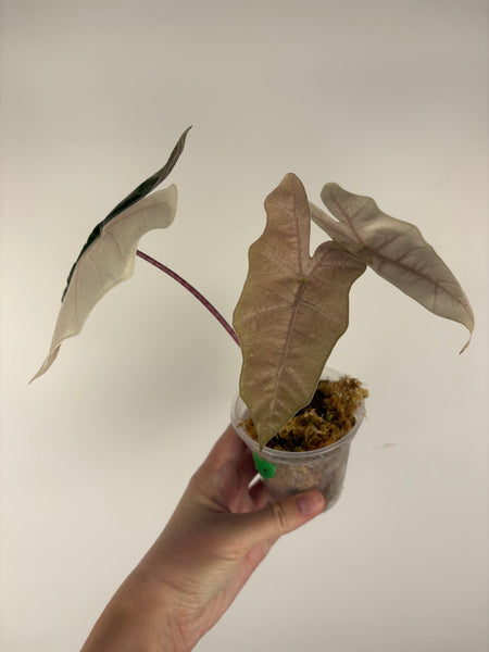Alocasia pseudo sanderiana pink variegated C