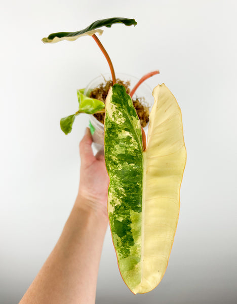 Philodendron billietiae variegated C