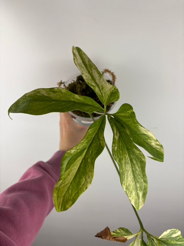 Anthurium clavigerum variegated