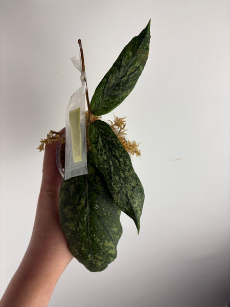 hoya Meredithii mountain kapi D
