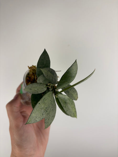 Hoya lacunosa winter pandora B