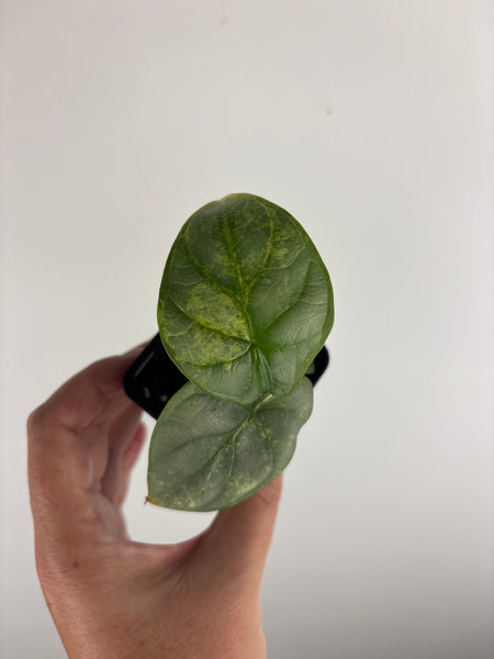 Alocasia silver dragon variegated