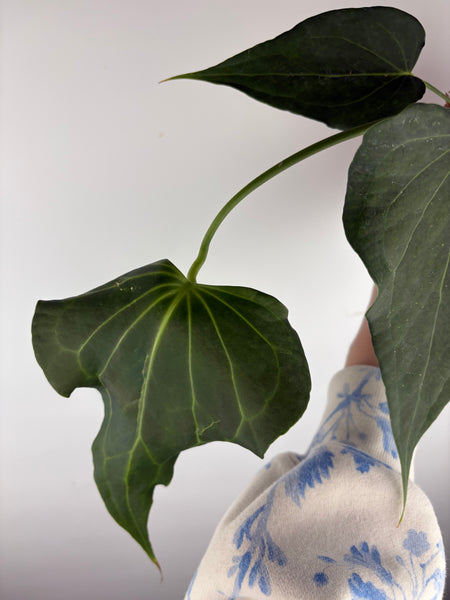 Anthurium delta force E2