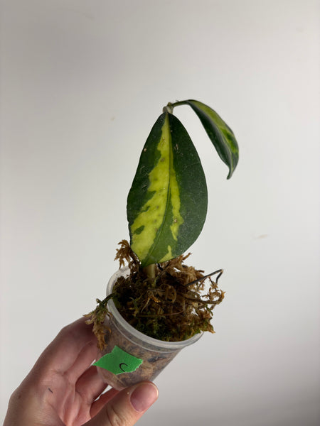 hoya diversifolia maharani C