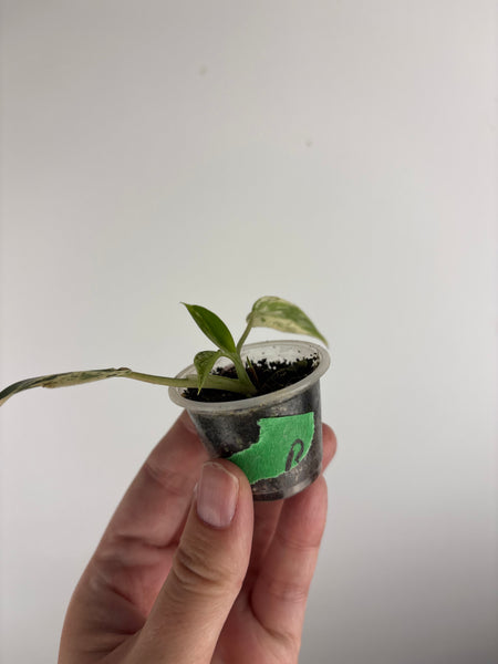philodendron emerald ice B