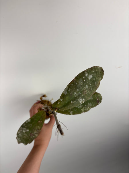 hoya undulata army