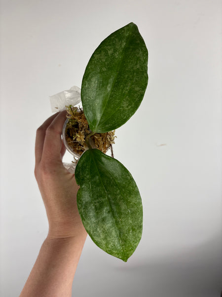 Hoya Latifolia 'rimba perak' A2
