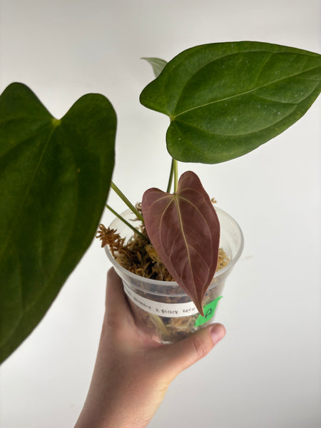 Anthurium dark pheonix x black nero A