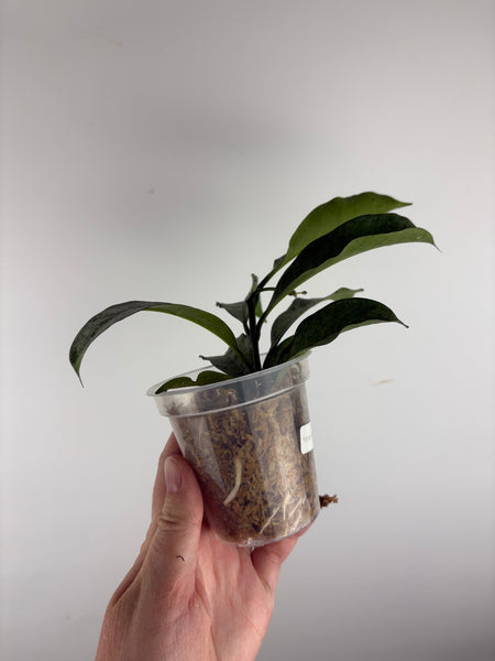 hoya occultata silver B