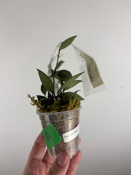 hoya lacunosa middle silver A