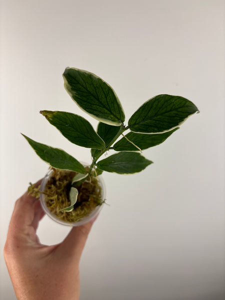 hoya polyneura outer variegated A