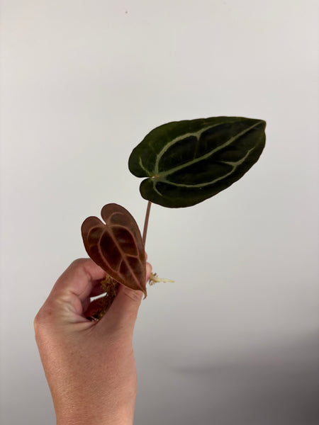 Anthurium
Carlablackiae x
Carlablackiae(Thailand)