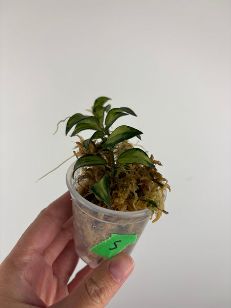 Hoya lacunosa Bruno 5