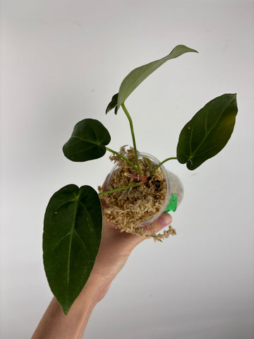 Anthurium blue papi x crystallinum 4