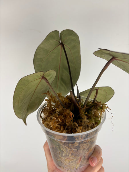 Anthurium black crystallinum mutation