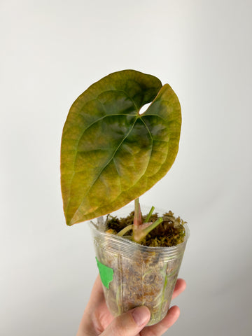 Anthurium forgetii x luxurians C (Thailand)