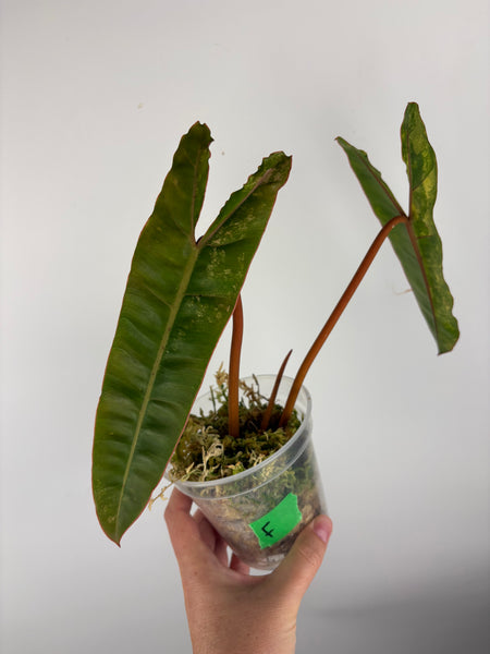 Philodendron billietiae variegated F