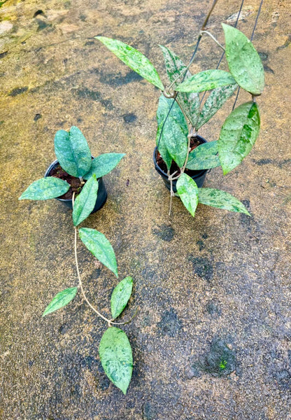Hoya finlaysonii 'Panggha' silver - 2 leaf cutting unacclimated