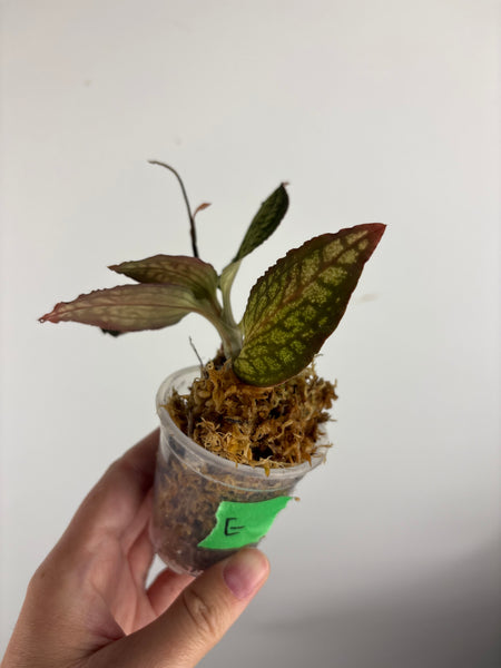 Jewel orchid sp papua E
