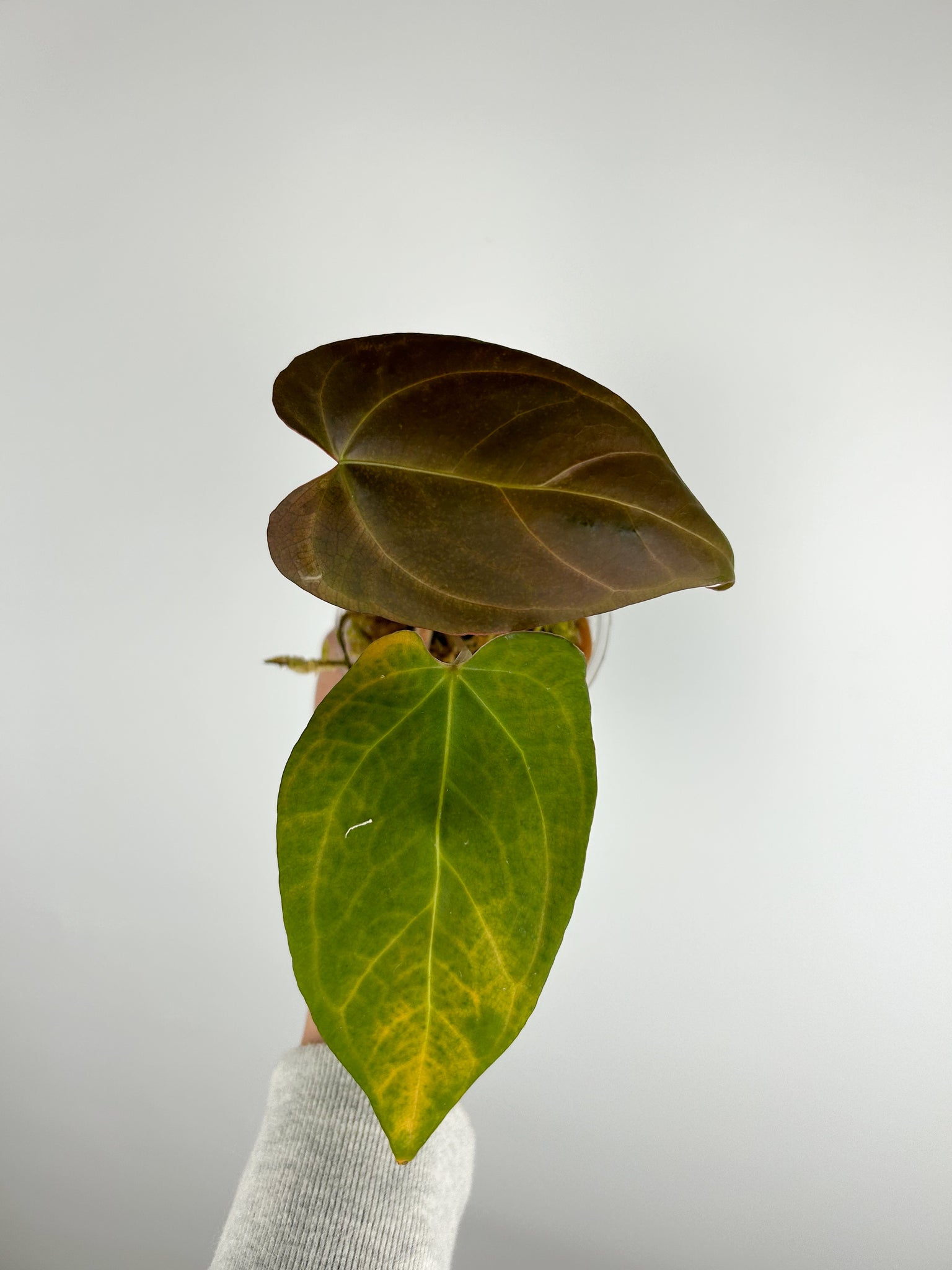 Anthurium Blue papillilaminum x crystallinum D