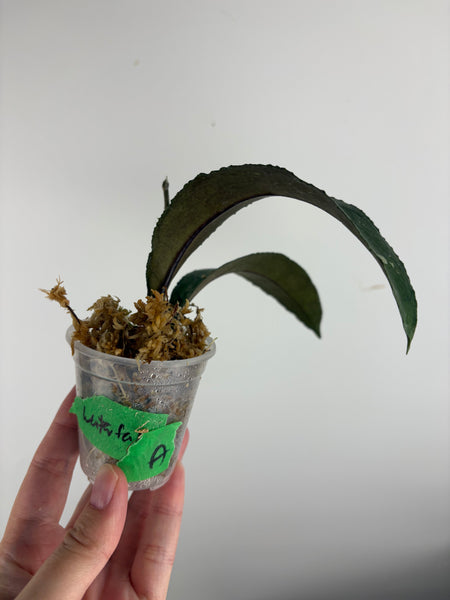 hoya clemensiorum waterfall A