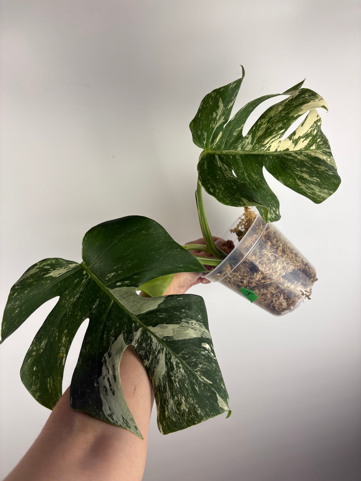 Monstera albo 4