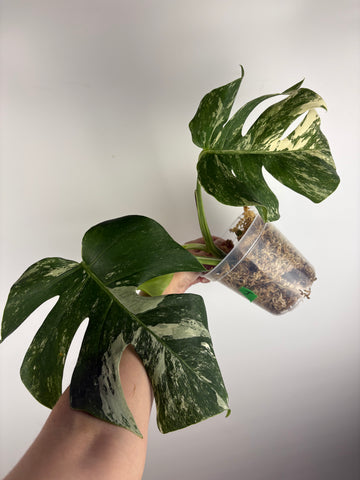 Monstera albo 4