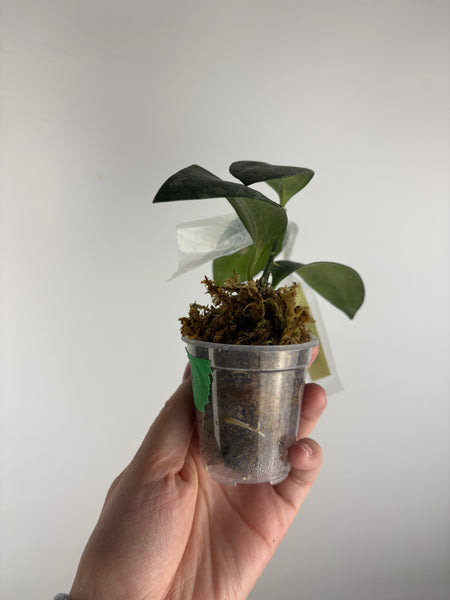 Hoya YH_01 collina x anulata