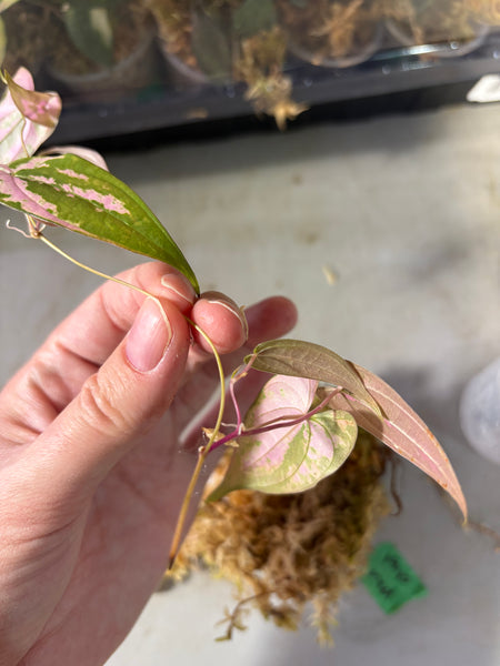 Dioscorea Filiformis ‘Gamma Ray’ - LIGHTLY ROOTED PROP
