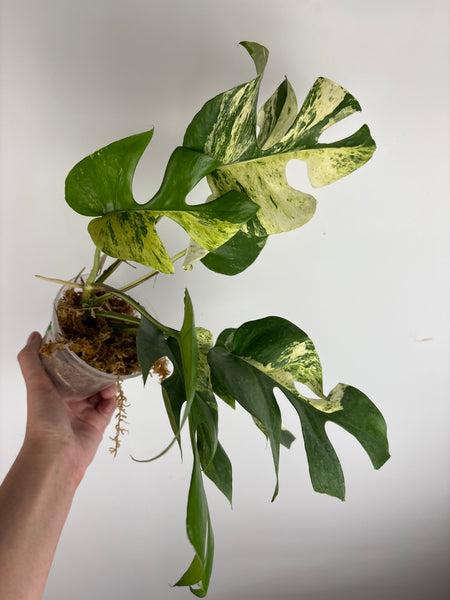 Rhaphidophora tetrasperma migma A (Thailand)